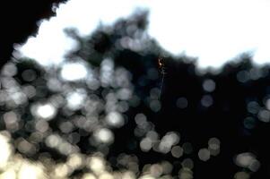Frozen Water Droplets on Green Plant with Twigs and Grass Patterns photo