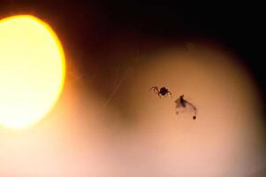 Amber Insect Fossil with Sunset Background photo