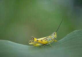 Insects of the Field. A Close-Up of a Grasshopper photo