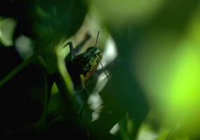 Grasshopper on Green Grass with Water in the Background photo