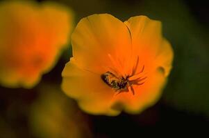Bee Gathering Nectar from a Flower in Macro Photography photo
