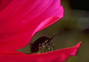Beautiful Pink Flower with Insects and Delicate Petals photo