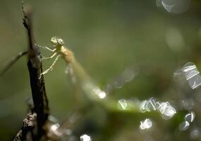 Water-Drenched Twig with Insect and Spider Web in a Natural Setting photo