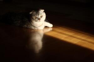 a cat laying on the floor in the sunlight photo