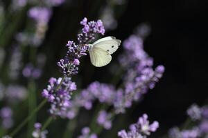 Butterfly and lavender photo