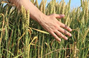 Hand of the man in the wheat field photo