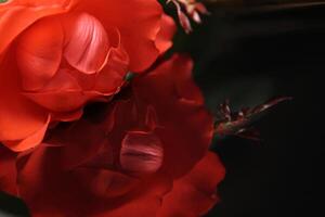 two red roses are shown in a dark room photo