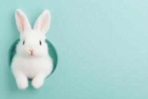 White rabbit peeking from a hole in a mint green background during daylight hours photo