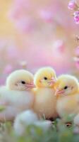 Four fluffy yellow chicks perched on a branch in a dreamy spring setting photo