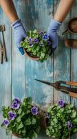 Hands planting purple flowers in pots on a blue wooden table during a gardening activity photo