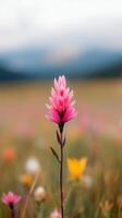Bright pink flowers bloom in a vast meadow under a clear blue sky with distant mountains photo