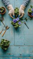 Hands planting purple flowers in pots on a blue wooden table during a gardening activity photo