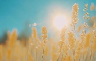 Bright yellow flowers bloom against a vibrant blue sky during springtime photo