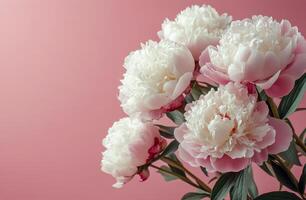 Beautiful arrangement of pink and white peonies on a soft pink background in spring photo