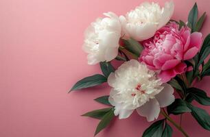 Beautiful arrangement of pink and white peonies on a soft pink background in spring photo