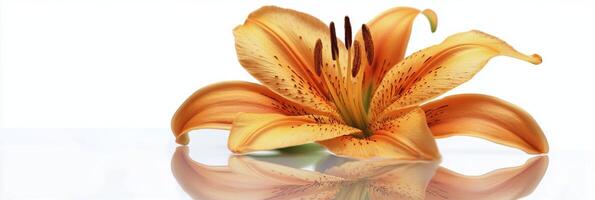 Beautiful orange lily flower blooming with delicate petals and green leaves in soft light photo