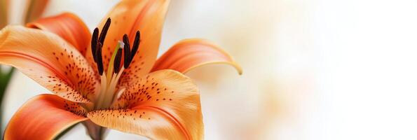 Beautiful orange lily flower blooming with delicate petals and green leaves in soft light photo