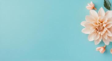 Beautiful white dahlia flower arrangement on a light blue background for decoration purposes photo