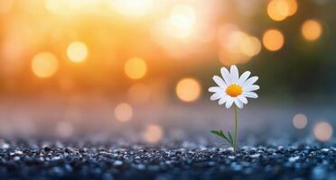 Daisy blooming on a gravel path during sunset with soft golden light photo