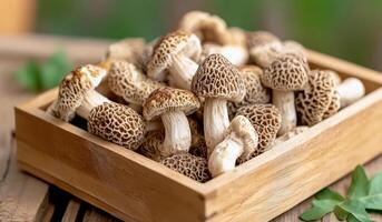 Freshly harvested morel mushrooms in a wooden box on a light surface photo
