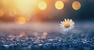 Daisy blooming on a gravel path during sunset with soft golden light photo