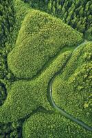 Quiet drive along a tree lined road in bright daylight with greenery all around photo