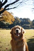 Golden retriever sitting in a sunlit park during autumn photo