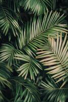 Lush green palm leaves arranged naturally in a tropical setting during daylight hours photo