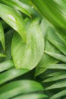Close view of green palm leaves glistening with water droplets during a sunny morning in nature photo