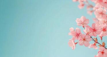 Cherry blossoms bloom in spring against a soft blue background showcasing natures beauty photo