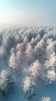 Winter landscape showcasing frosted pine trees in a serene forest photo