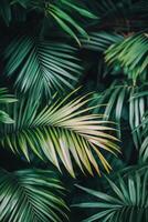 Lush green palm leaves arranged naturally in a tropical setting during daylight hours photo