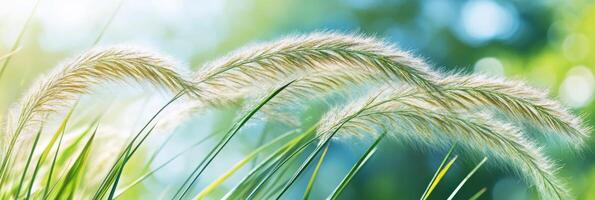 Black cat among tall grass under clear blue sky in a serene natural setting photo