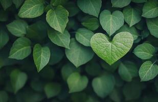 Lush green leaves create a vibrant natural backdrop in a serene environment photo