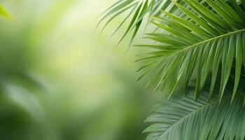 Lush green palm leaves swaying gently in a tropical forest setting during daylight hours photo