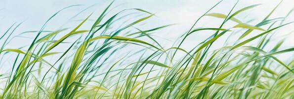 Black cat among tall grass under clear blue sky in a serene natural setting photo