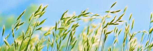 Black cat among tall grass under clear blue sky in a serene natural setting photo