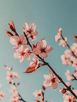 Cherry blossoms bloom against a clear blue sky during springtime in a vibrant garden photo