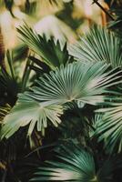 Lush green palm leaves arranged naturally in a tropical setting during daylight hours photo