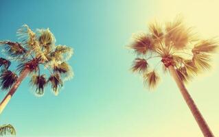 Palm trees swaying under a bright blue sky in a sunny tropical location photo