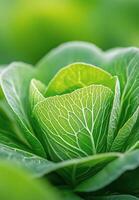 Close up view of green leafy plant showcasing intricate patterns in a natural setting photo