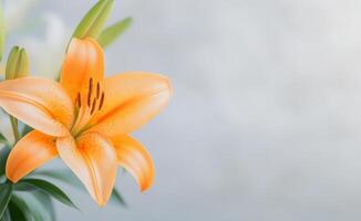 Orange lily flower in a bright indoor setting with soft lighting and green leaves photo