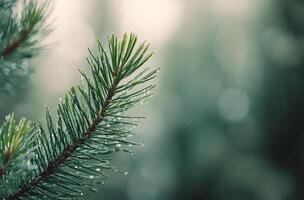 Winter wonderland with snowflakes falling on evergreen branches in a serene atmosphere photo