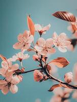 Cherry blossoms bloom against a clear blue sky during springtime in a vibrant garden photo
