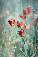 Colorful tulips blooming in a field during springtime with soft lighting and gentle background photo