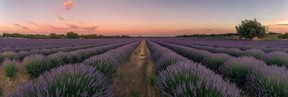 Lavender fields stretch under a colorful sunset in a serene rural landscape photo