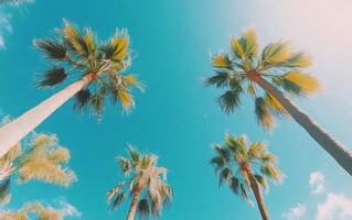 Palm trees swaying under a bright blue sky in a sunny tropical location photo