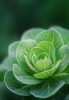 Close up view of green leafy plant showcasing intricate patterns in a natural setting photo