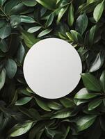 Circular blank space surrounded by fresh green leaves on a light background in a creative setting photo