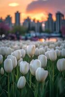 Tulips bloom in sunlight at a vibrant flower field during golden hour in the evening photo